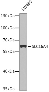 SLC16A4 Rabbit Polyclonal Antibody
