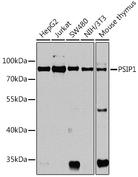 PSIP1 Rabbit Polyclonal Antibody