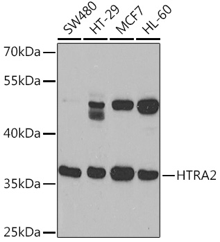 HTRA2 Rabbit Polyclonal Antibody