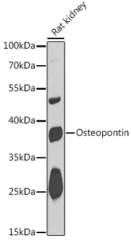 Osteopontin Rabbit Polyclonal Antibody