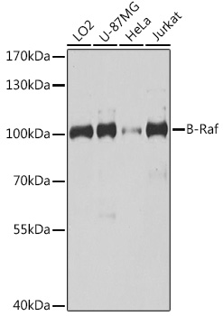 BRAF Rabbit Polyclonal Antibody