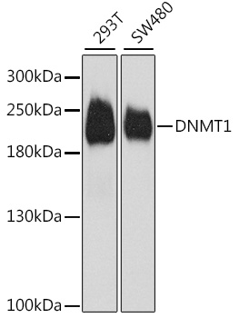 DNMT1 Rabbit Polyclonal Antibody