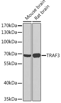 TRAF3 Rabbit Polyclonal Antibody