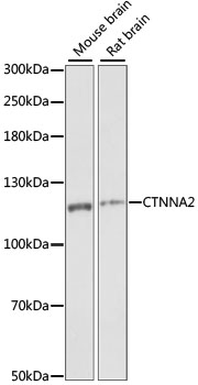 CTNNA2 Rabbit Polyclonal Antibody