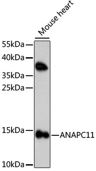 ANAPC11 Rabbit Polyclonal Antibody