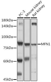 MFN1 Rabbit Polyclonal Antibody