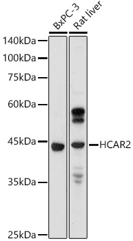 HCAR2 Rabbit Polyclonal Antibody