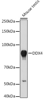 DDX4 Rabbit Polyclonal Antibody