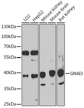 GNAI3 Rabbit Polyclonal Antibody