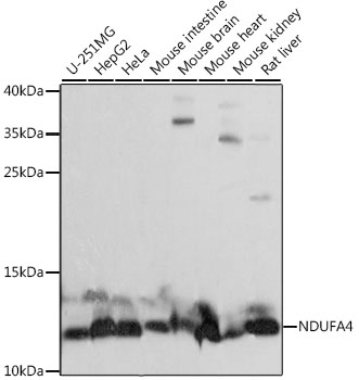 NDUFA4 Rabbit Polyclonal Antibody