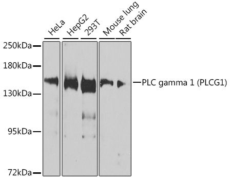 PLCG1 Rabbit Polyclonal Antibody