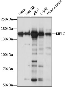 KIF1C Rabbit Polyclonal Antibody