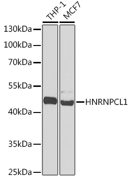 HNRNPCL1 Rabbit Polyclonal Antibody