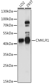 CMKLR1 Rabbit Polyclonal Antibody