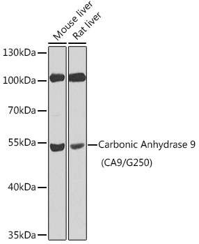 CA9 Rabbit Polyclonal Antibody