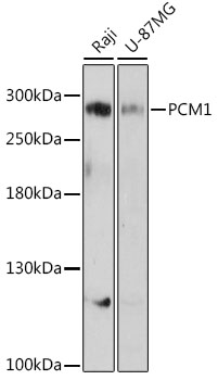 PCM1 Rabbit Polyclonal Antibody