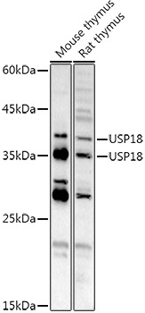 USP18 Rabbit Polyclonal Antibody
