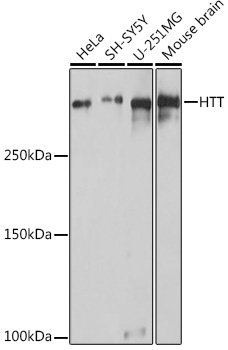 HTT Rabbit Polyclonal Antibody