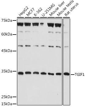 TGIF1 Rabbit Polyclonal Antibody