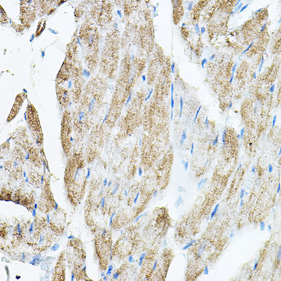 VEGFB Rabbit Polyclonal Antibody