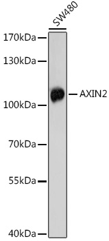 AXIN2 Rabbit Polyclonal Antibody