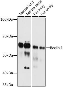 BECN1 Rabbit Polyclonal Antibody