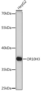 OR10H3 Rabbit Polyclonal Antibody