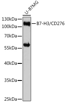 B7-H3/CD276 Rabbit Polyclonal Antibody