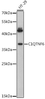 C1QTNF6 Rabbit Polyclonal Antibody