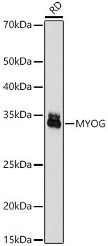 MYOG Rabbit Polyclonal Antibody