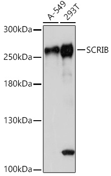 SCRIB Rabbit Polyclonal Antibody