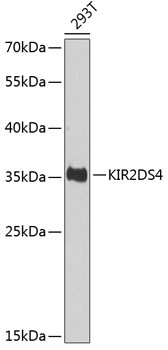 KIR2DS4 Rabbit Polyclonal Antibody