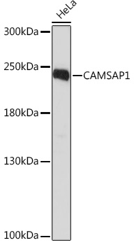 CAMSAP1 Rabbit Polyclonal Antibody