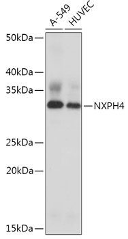 NXPH4 Rabbit Polyclonal Antibody