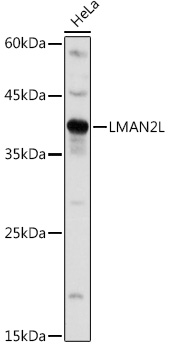 LMAN2L Rabbit Polyclonal Antibody