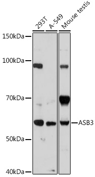 ASB3 Rabbit Polyclonal Antibody
