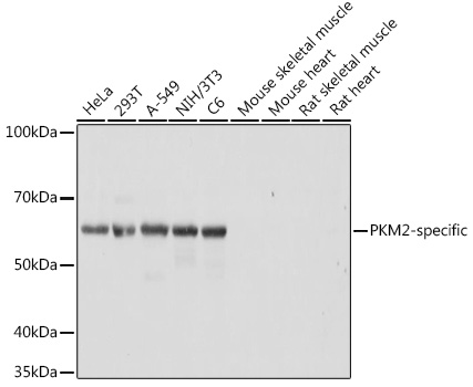 PKM2-specific Rabbit Polyclonal Antibody