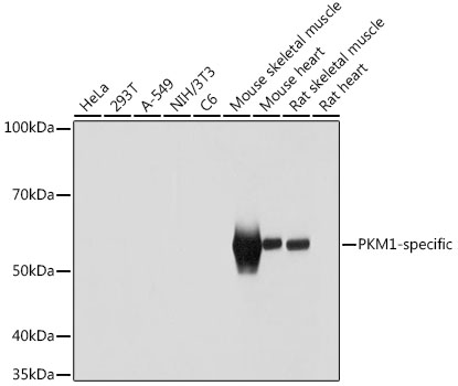PKM1-specific Rabbit Polyclonal Antibody