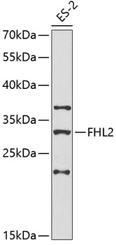 FHL2 Rabbit Polyclonal Antibody