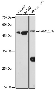 FAM117A Rabbit Polyclonal Antibody