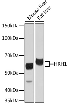HRH1 Rabbit Polyclonal Antibody