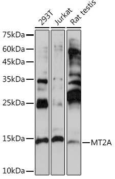 MT2A Rabbit Polyclonal Antibody