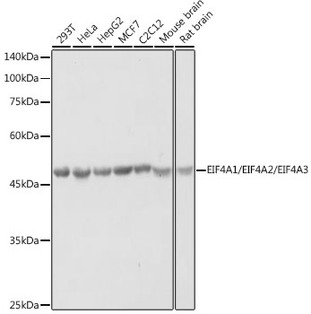 EIF4A1/EIF4A2/EIF4A3 Rabbit Polyclonal Antibody