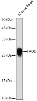FADD Rabbit Polyclonal Antibody