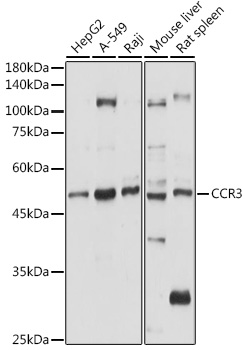 CCR3 Rabbit Polyclonal Antibody