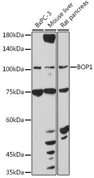 BOP1 Rabbit Polyclonal Antibody