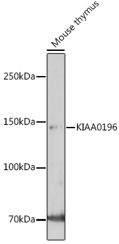 KIAA0196 Rabbit Polyclonal Antibody
