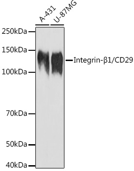ITGB1 Rabbit Polyclonal Antibody