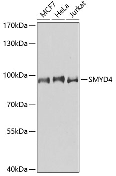 SMYD4 Rabbit Polyclonal Antibody