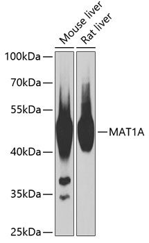 MAT1A Rabbit Polyclonal Antibody